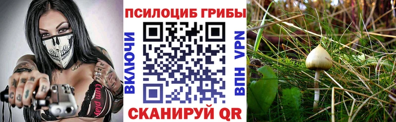 Купить  Фролово  Галлюциногенные грибы Magic Shrooms 